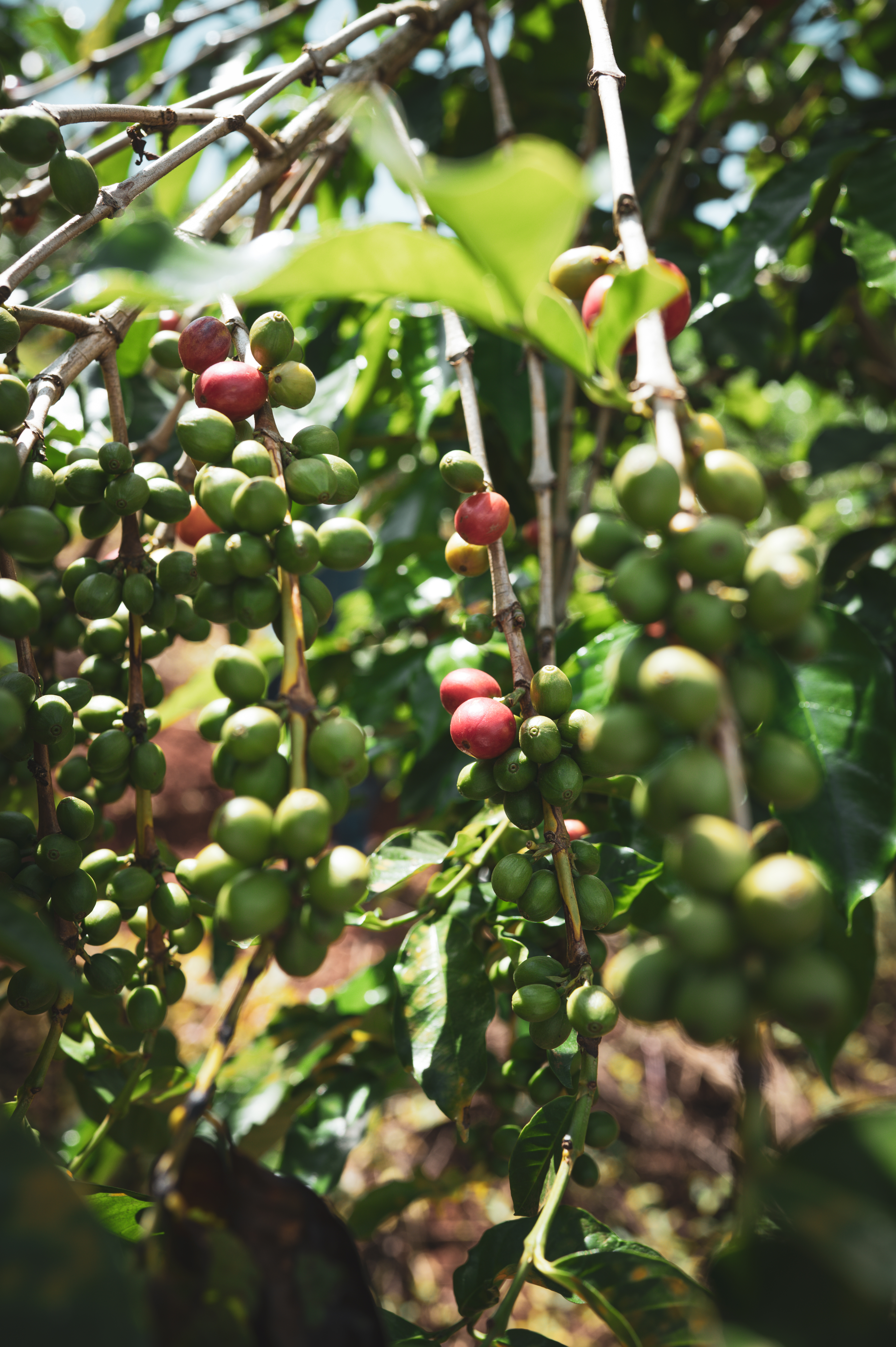 Coffee Cherry