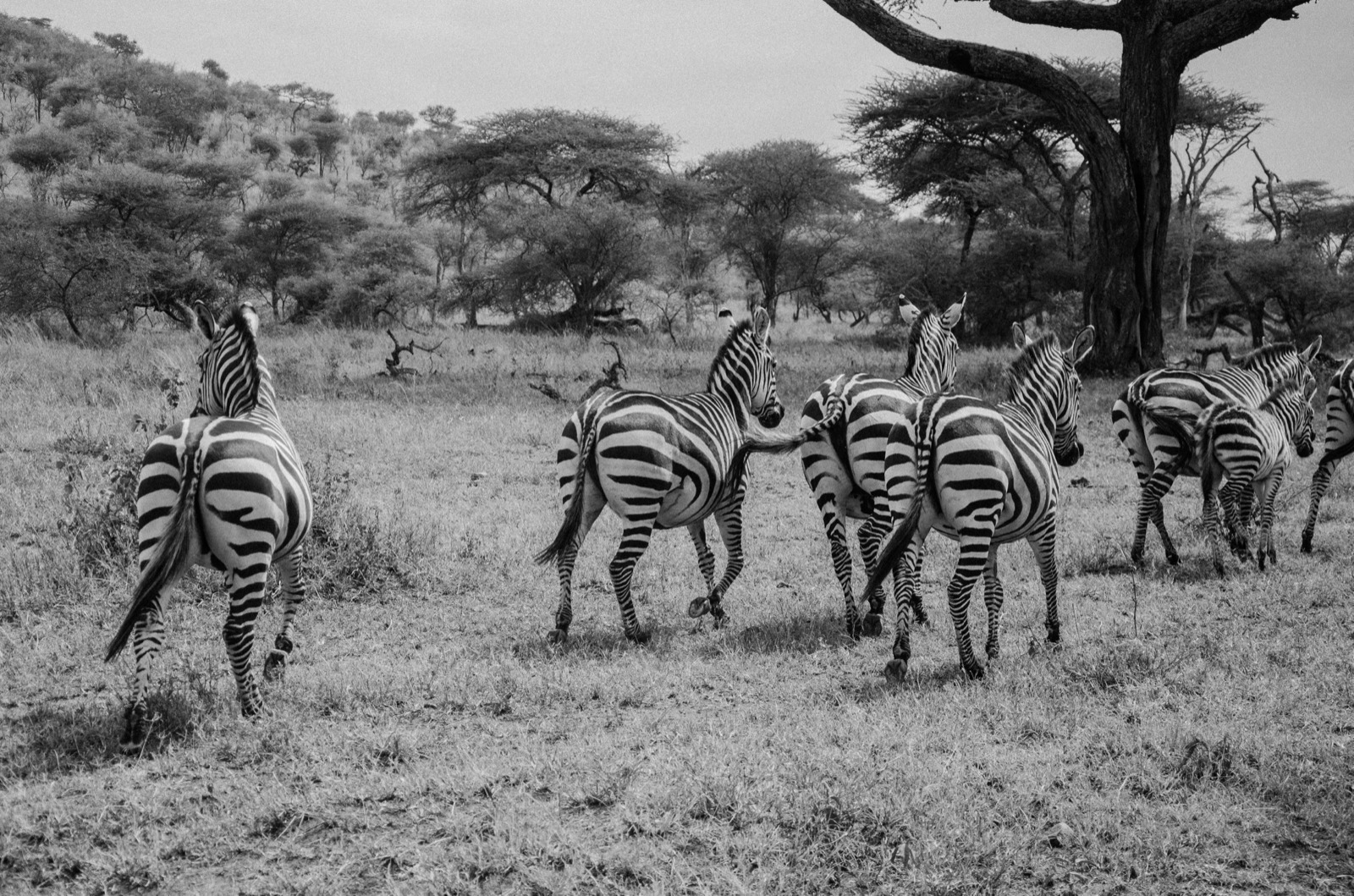 Wildlife and Photography Safari