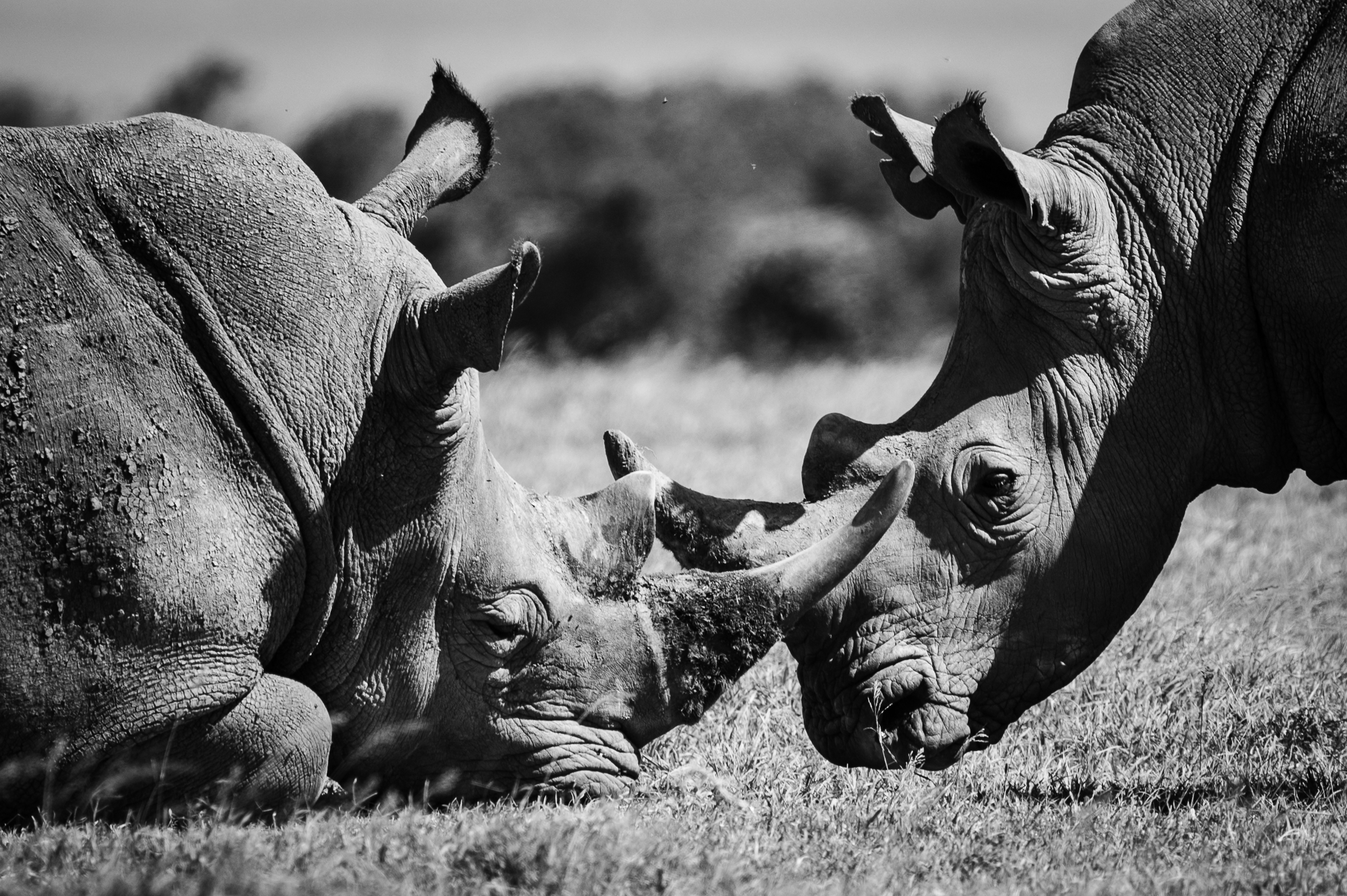 Photography Safari